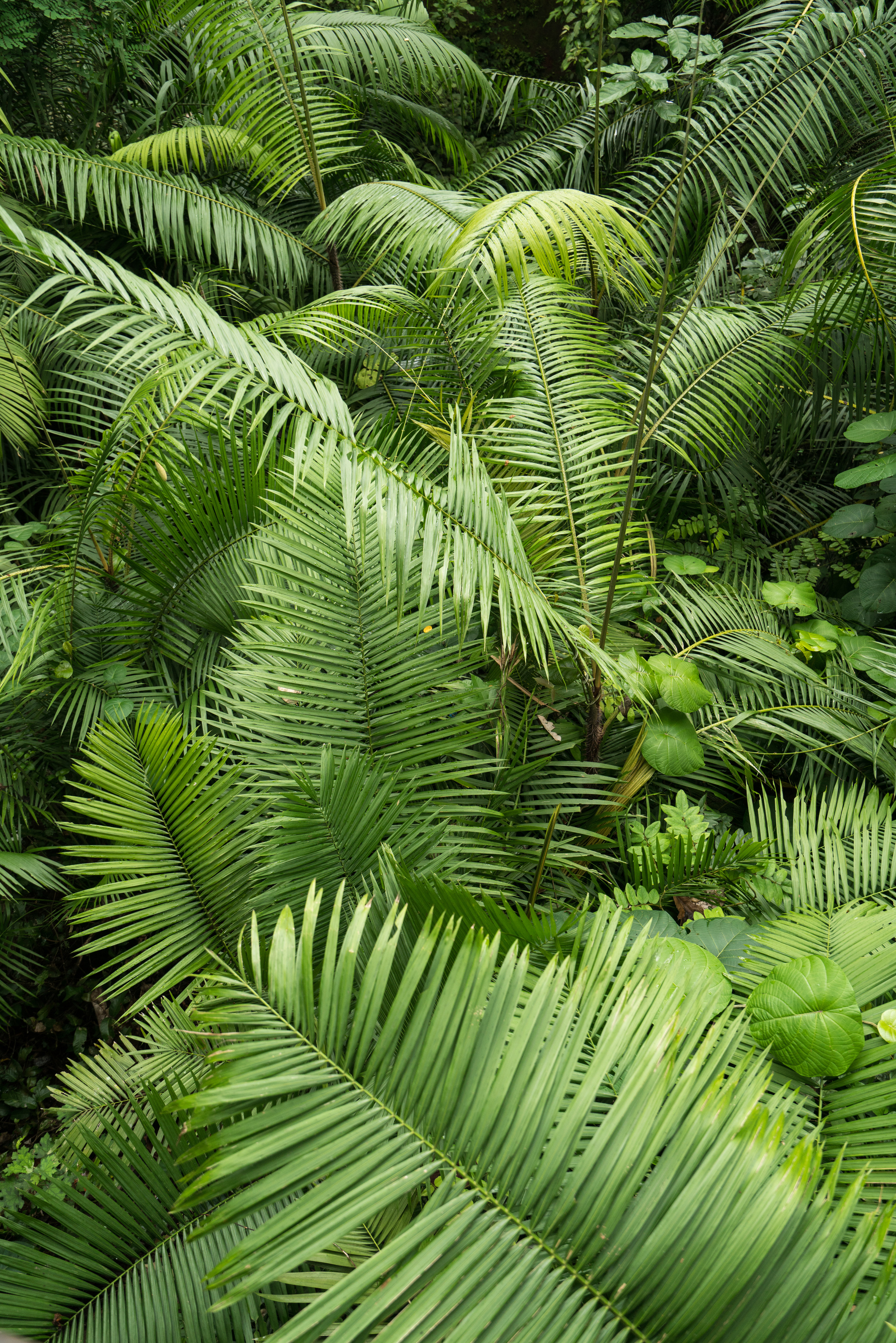 Green ferns in tropical forest